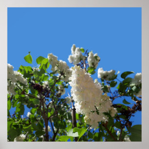 Syringa, Poster av vit Lilac Flower Träd