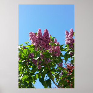 Syringa, Syrenblomstrande träd Poster