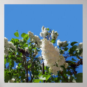 Syringa, Syringa Blomma Träd Affisch