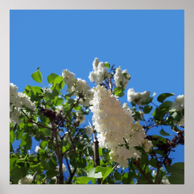 Syringa, Syringa Blomma Träd Affisch (Framsidan)