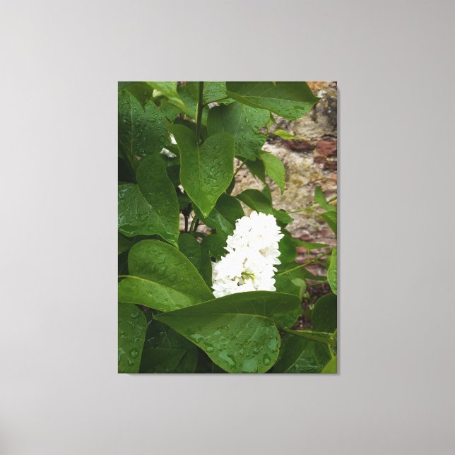Syringa, vit lilakblomma med regndroppar canvastryck (Framsida)