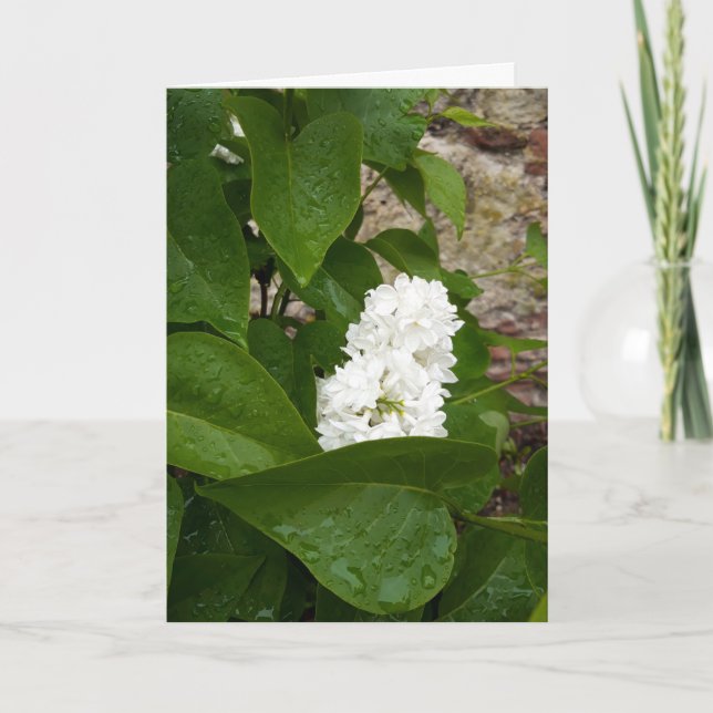 Syringa, vit lilakblomma med regndroppar kort (Framsida)