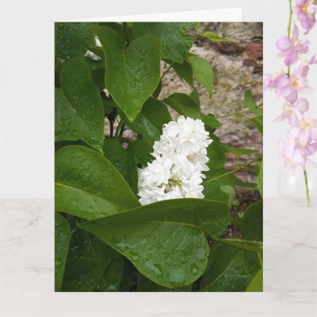 Syringa, vit lilakblomma med regndroppar kort (Orkide)