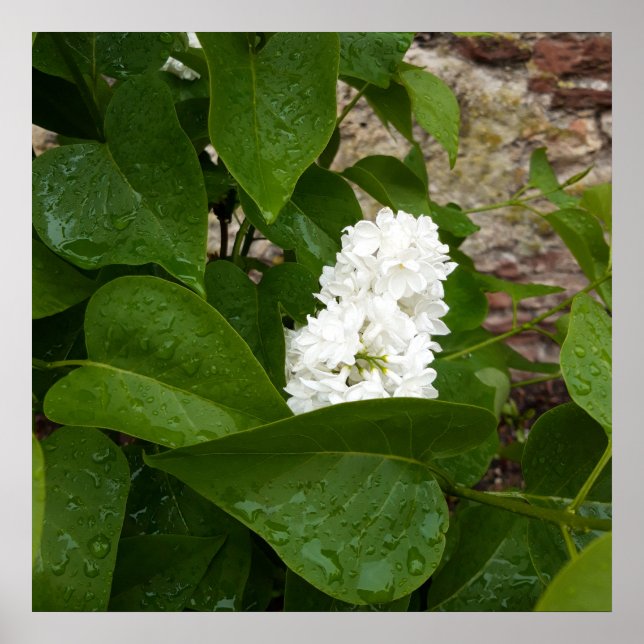 Syringa, vit lilakblomma med regndroppar poster (Framsidan)