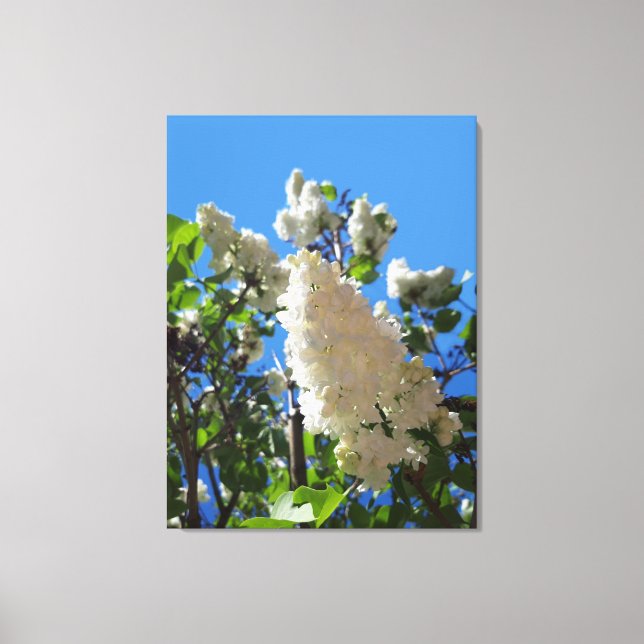 Syringa, vit syren blomträd canvastryck (Framsida)