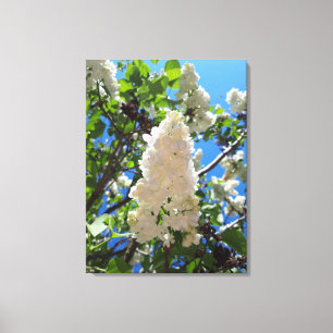 Syringa, vit syren blomträd canvastryck