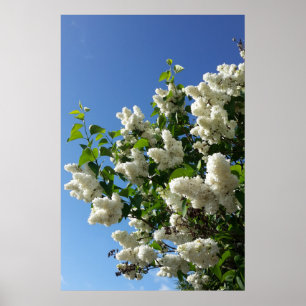 Syringa, vit syren blomträd poster