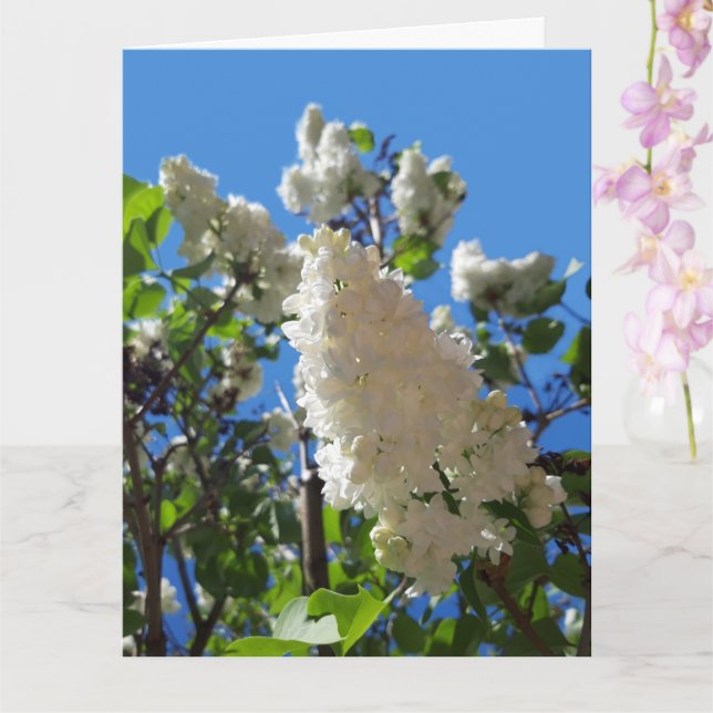 Syringa, White Lilac Flower Träd Kort (Orkide)