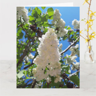 Syringa, White Lilac Flower Träd Kort