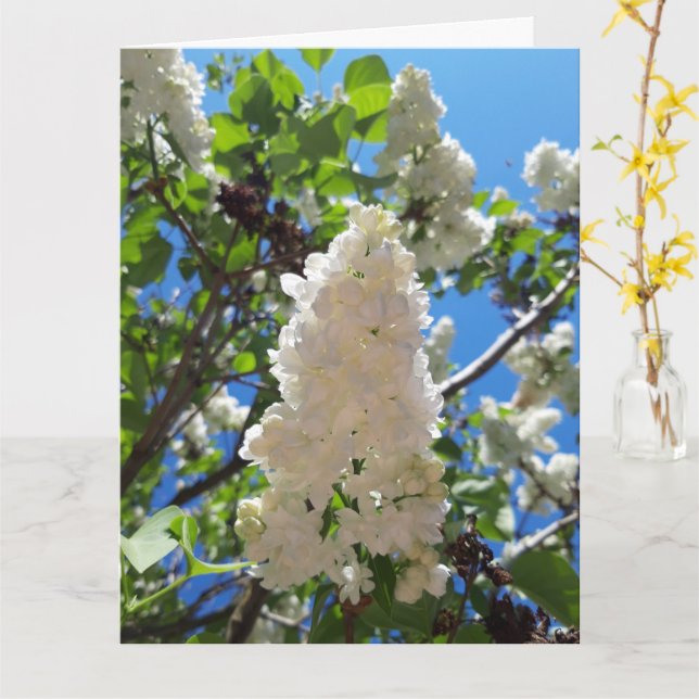 Syringa, White Lilac Flower Träd Kort (Gul blomma)