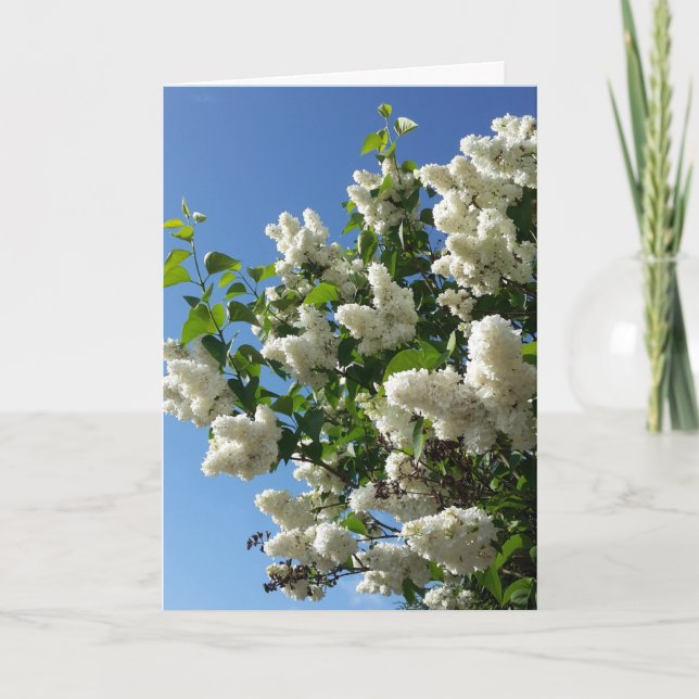 Syringa, White Lilac Flower Träd Kort (Framsida)
