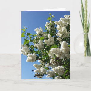 Syringa, White Lilac Flower Träd Kort