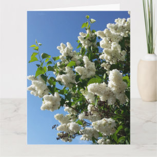 Syringa, White Lilac Flower Träd Kort