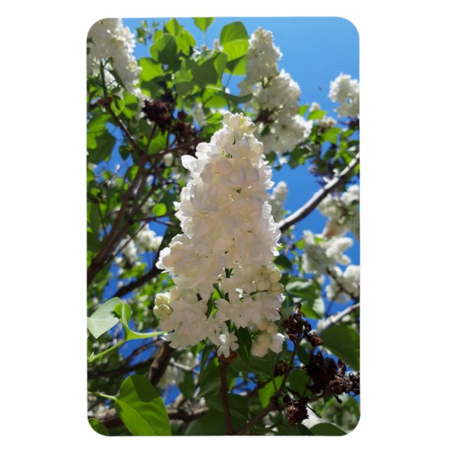 Syringa, White Lilac Flower Träd Magnet (Vertikal)