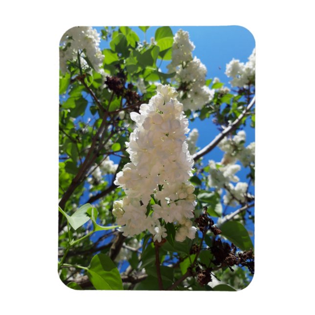 Syringa, White Lilac Flower Träd Magnet (Vertikal)
