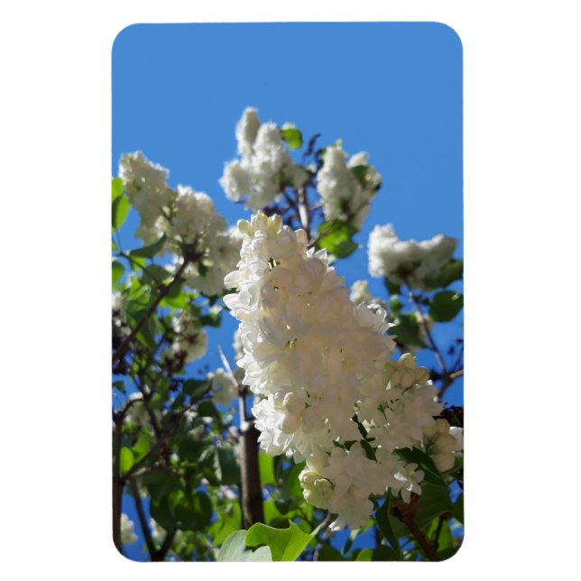 Syringa, White Lilac Flower Träd Magnet (Vertikal)
