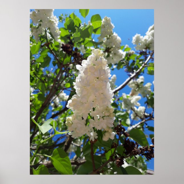 Syringa, White Lilac Flower Träd Poster (Framsidan)