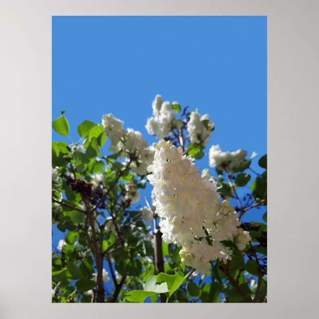 Syringa, White Lilac Flower Träd Poster (Framsidan)