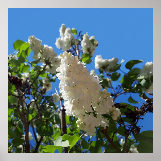 Syringa, White Lilac Flower Träd Poster (Framsidan)