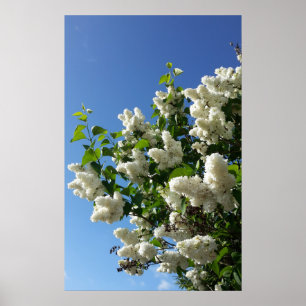 Syringa, White Lilac Flower Träd Poster