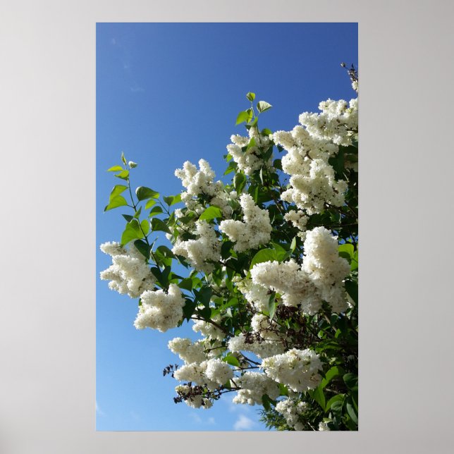 Syringa, White Lilac Flower Träd Poster (Framsidan)