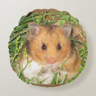 syrisk hamster rund kudde