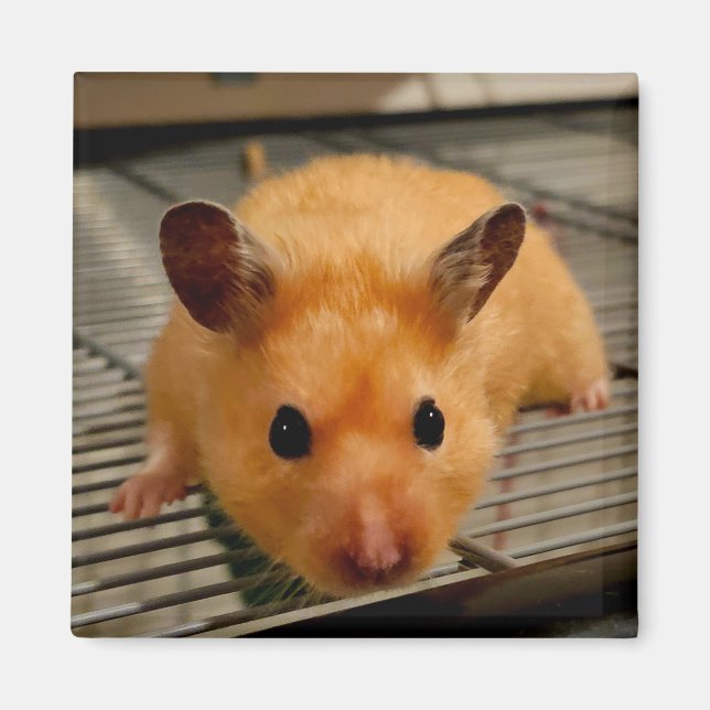 Syrisk hamster upp nära kylskåp magnet (Framsidan)