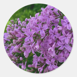 Syrlila romantisk elegant lila blomfoto runt klistermärke