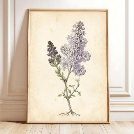 Syrlilja Botanisk Studie Canvas Konst Poster