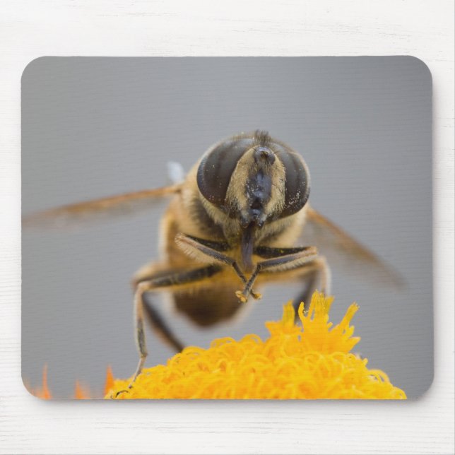 Syrphidae Musmatta (Framsidan)