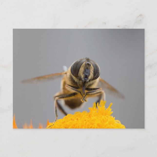 Syrphidae Vykort (Framsida)