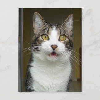 Syrus Shockat Postcard 0001 Vykort