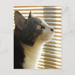 Syrus vycard 001 vykort