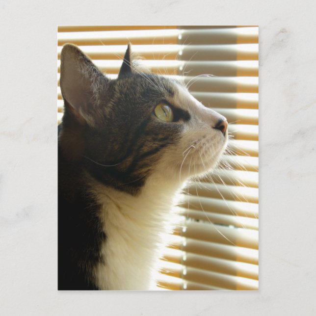 Syrus vykort 001 (Framsida)