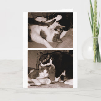 Syskon - bröder & systrar kort