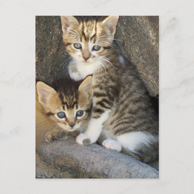 Syskon Vykort (Framsida)