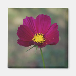 Syster perfekta blomma magnet