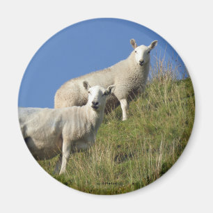 Systerfårmagnet Magnet