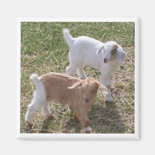 Syster's Goats Magnet (Framsidan)