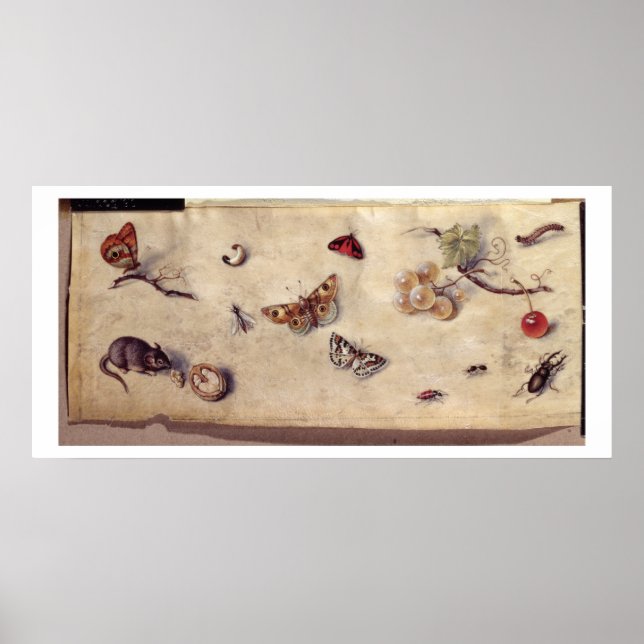 T31566 A Study of Various Insects, Fruit and Anima Poster (Framsidan)