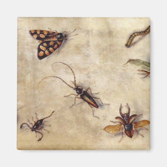 T31567 A Study of Diverse Insekter, Fruit and Anim Magnet (Framsidan)
