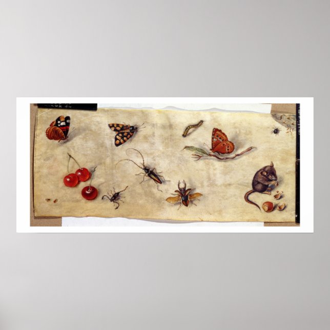 T31567 A Study of Diverse Insekter, Fruit and Anim Poster (Framsidan)