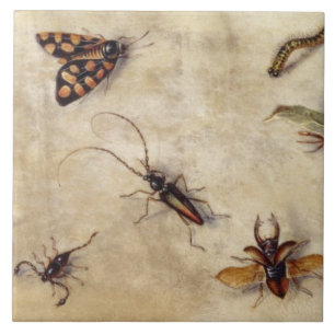 T31567 en studie av den olika insekter, frukt och kakelplatta