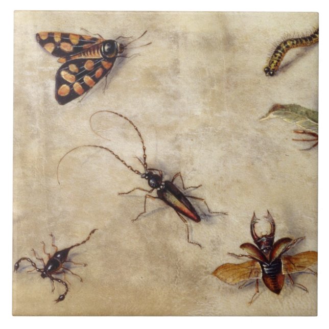 T31567 en studie av den olika insekter, frukt och kakelplatta (Framsidan)