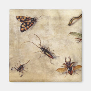 T31567 en studie av den olika insekter, frukt och magnet