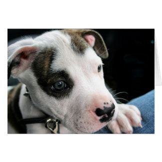 T-Ben för valpgroptjur Hälsningskort