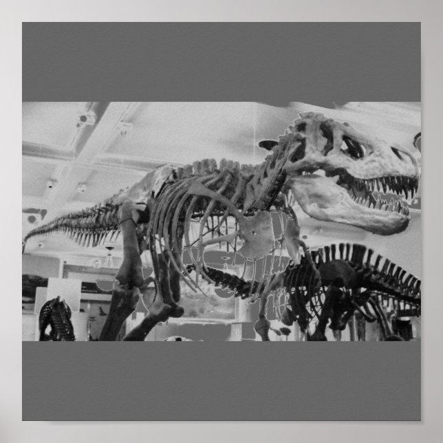 T-Rex Skeleton B+W Poster (Framsidan)