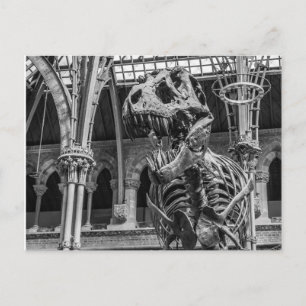 "T-Rex Skeleton" postcards Vykort