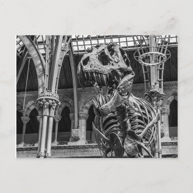 "T-Rex Skeleton" postcards Vykort (Framsida)
