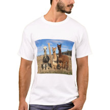 T-Shirt - Alpacas Phaethon, Barley & Marvin